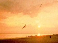 Commodore Beach Club in Madeira Beach, Florida