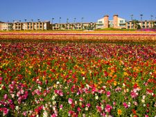 Grand Pacific Palisades in Carlsbad, California