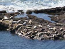 Otter Rock Timeshares in Otter Rock, Oregon