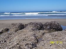 Schooner Landing in Newport, Oregon