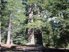 R-Ranch in the Sequoias in Johnsondale, California