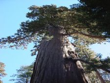 R-Ranch in the Sequoias in Johnsondale, California