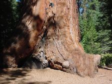 R-Ranch in the Sequoias in Johnsondale, California
