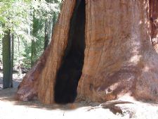 R-Ranch in the Sequoias in Johnsondale, California