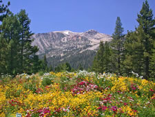 Wildrose Timesharing Condominiums in Mammoth Lakes, California