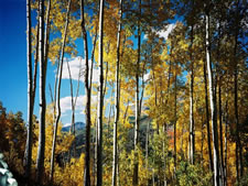 Aspen Ridge in Mountain Village, Telluride, Colorado 