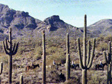 Villas at Rancho Manana Resort in Cave Creek, Arizona