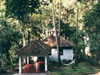 Tall Trees, Munnar, The